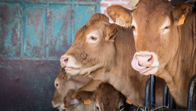 SPECIAL SALE OF BEEF MEAT